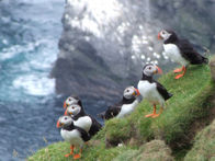 Puffinkolonie am Muckle Flugga auf Unst - Shetland Islands